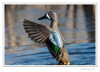 blue-winged teal.jpg